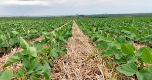 Manejo efetivo da lavoura de soja é fundamental para altas produtividades