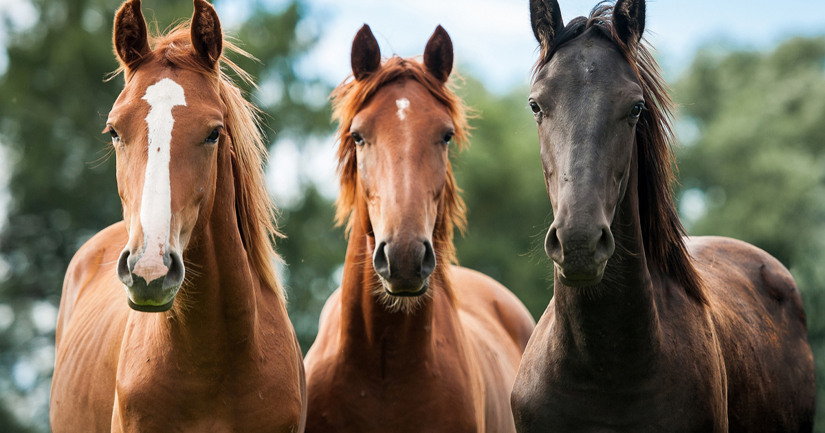 Pouco conhecida dos brasileiros, indústria de abate de cavalos comemora  crescimento no país