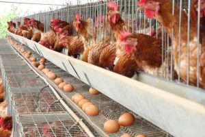 Suplementação eficiente ajuda produção de ovos por mais tempo, sem perda da qualidade