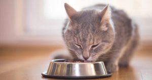 Suplementação de aminoácido essencial proporciona vida mais saudável aos gatos