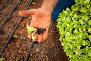 Senar ensina como cultivar hortaliças
