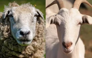 Cartilhas e vídeos trazem recomendações para produção de caprinos e ovinos