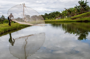 Senar oferece capacitações gratuitas para produção de peixes