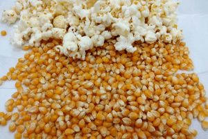 Líder em várias commodities agrícolas, Paraná também produz o popular milho-pipoca
