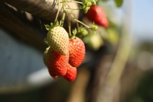 Agricultores investem em tecnologia e resgatam plantio do morango