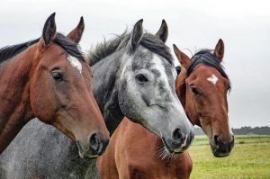 Projeto cria passaporte para agilizar transporte de equinos no País