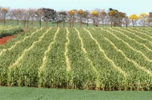 Boletim apresenta recomendações para lidar com El Niño