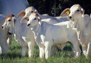 Diarreia infecciosa causa morte de 34% dos bezerros; saiba como evitar perdas no rebanho