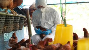 SC declara estado de emergência zoossanitária por causa da gripe aviária