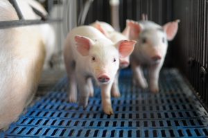 Central de inteligência de aves e suínos amplia custos de produção para mais três estados