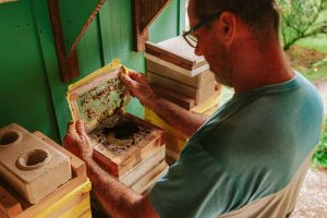 Projeto estimula produção de mel e aumento na renda de agricultores familiares