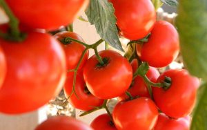 Saiba quais tipos de pragas que podem danificar a produção de tomates em até 50%