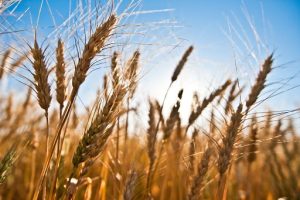 Show Rural de inverno aponta 3 motivos para investir no trigo