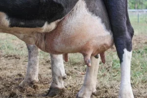 Mastite bovina deve ser tratada com assertividade, para evitar reincidência