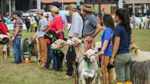 Expointer 2023 no RS conta com 3.480 animais de argola inscritos