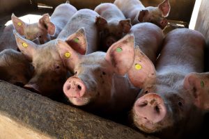 VBP: Pecuária representa 51% da economia rural