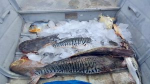 Pescado ilegal é apreendido e responsáveis são multados