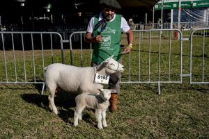 As melhores raças de ovinos estarão disponíveis em feira realizada no RS