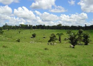 Aplicação de tecnologias resulta em alta produtividade no pasto