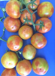 Cada vez mais perto: doença do tomate é registrada no norte da Argentina