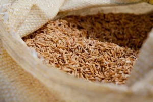 2º Simpósio Gaúcho sobre grãos orgânicos começa neste mês