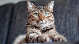 Dia do Gato: saiba como alimentar corretamente os felinos