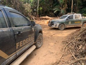 Desmatamento ilegal resulta em prejuízo milionário aos infratores