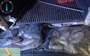Polícia faz operação e apreende peixes que estavam fora da medida permitida para pesca