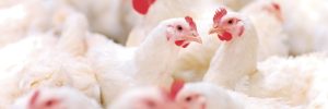 Exportações de carne de frango alcançam 418,1 mil toneladas em março
