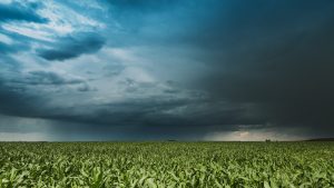 Chuva acima da média pode dificultar colheita e controle de doenças nas lavouras