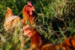 Santa Catarina define ações com o Ministério da Agricultura para proteger o plantel avícola