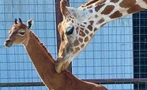 Girafa sem pintas? Conheça animal considerado único no mundo