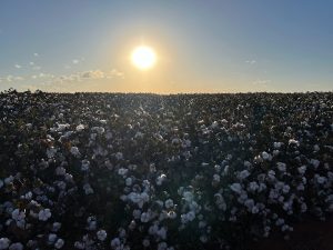 Certificação voluntária muito usada no algodão pode ser aplicada na indústria de alimentos