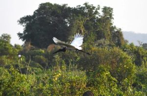 Pantanal: Governo de MS suspende concessão de licenças para retirada de vegetação nativa