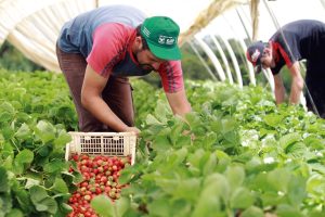 Ministro da Agricultura realiza reunião para debater medidas de fortalecimento do mercado de orgânicos