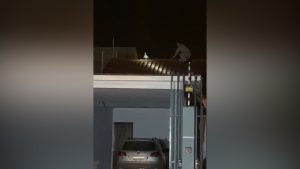 Inusitado: Pato no telhado mobiliza bombeiros, mas “dispensa” socorro