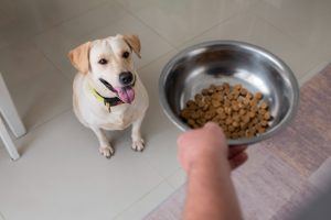 Entenda a importância da alimentação adequada para saúde do seu pet