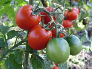 Chuva em excesso compromete qualidade da safra de tomate no país