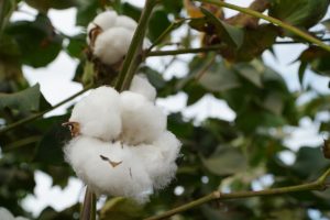 PIB do agronegócio soma R$ 18,4 bilhões no terceiro trimestre