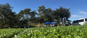 Dia de campo discute certificação de sementes de feijão comum para agroecologia