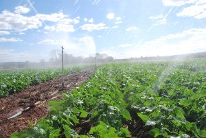 Projeções apontam que clima vai impactar PIB e agricultura nos próximos anos