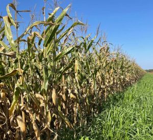 Atenção! Profissional do agro: inscrições para Seminário Nacional de Milho Safrinha estão abertas