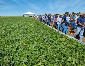 Nova cultivar de feijão se destaca na adaptação às diferentes épocas de semeadura