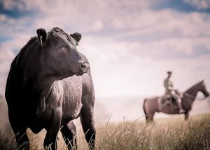 Conheça a novidade que ajuda o pecuarista a calcular o melhor cruzamento de animais reprodutores
