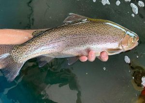 Conheça o teste que ajuda a melhorar produção de espécie de peixe no Brasil