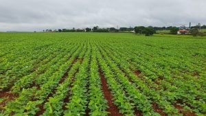 Simulação virtual ajuda produtores a preverem produtividade e até mesmo doenças na lavoura