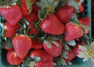 Novas variedades estimulam produção de morango