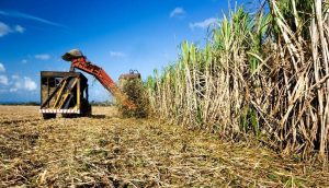Safra brasileira de cana-de-açúcar deve ter crescimento superior a 10%