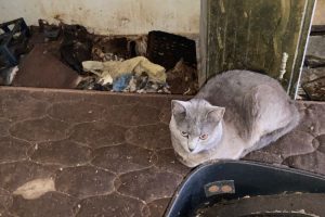 Polícia Civil resgata 17 animais que sofriam maus-tratos no PR