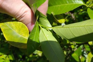 Adapar deflagra operação em pomares contra a praga do citrus